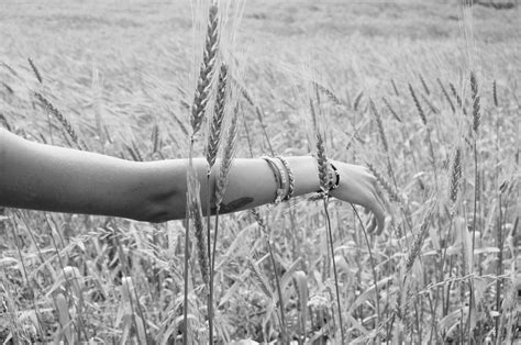 Fotos Gratis Mano árbol Naturaleza Césped Rama En Blanco Y Negro