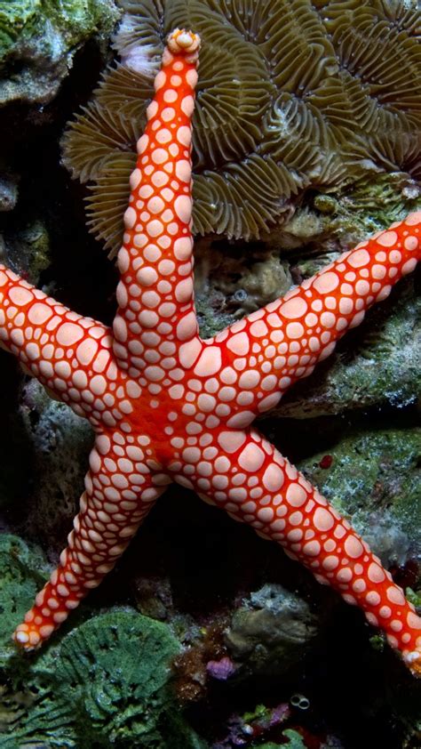 Wallpaper Fromia Monilis Sea Star Starfish Indonesia Indian