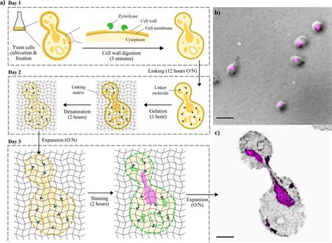 Expansion Microscopy On Saccharomyces Cerevisiae MicroPublication