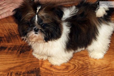 Free cancellation available for most hotels, including our daily hot rate deals up to 60% off! Shih Tzu for sale for $500, near Southern Illinois, Illinois. 60f9ef8b-d431