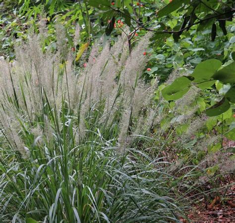 10 Korean Feather Reed Grass Calamagrostis Brachytricha Etsy