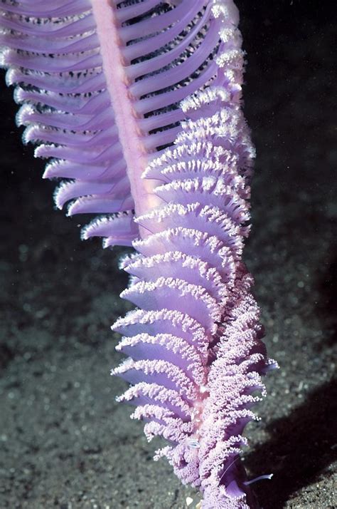 Purple Sea Pen Photograph By Georgette Douwma Pixels