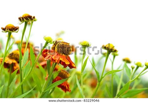 30603 Late Summer Flower Images Stock Photos And Vectors Shutterstock