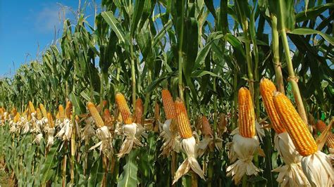 Amazing Agriculture Farm Tecnology Life Cycle Of Sweet Corn Harvest