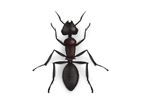 Ant Drawing By Alexander Skachkov On Dribbble