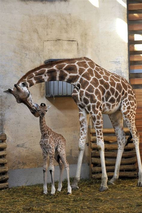 Got Legs? There's a New Baby Giraffe at Budapest Zoo - ZooBorns