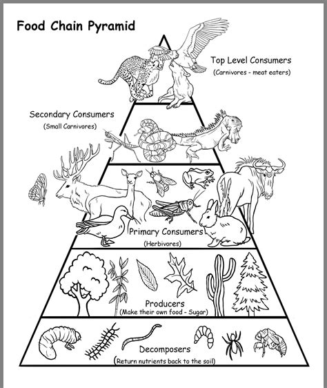 Food Chain Food Web And Energy Pyramid Worksheets
