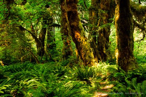 Hoh Rainforest Olympic National Park Visitor Info 2019 01 23