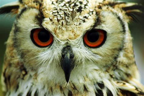 Fondos De Pantalla Búho Pico Ave De Rapiña Pájaro De Cerca Ojo