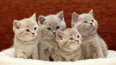 7 Things You Should Know Before Going To Buy A Kitten Cats