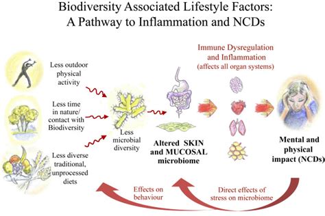 An Exposome Perspective Early Life Events And Immune Development In A