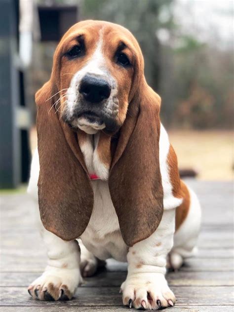 Basset hounds were given to george washington by lafayette after the american revolution. BENTON BASSET HOUNDS - Benton Basset Hounds