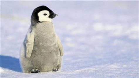 Charming Penguin Baby Hd Wallpapers
