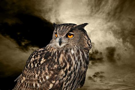 Los buhos de la noche: Los buhos de la noche