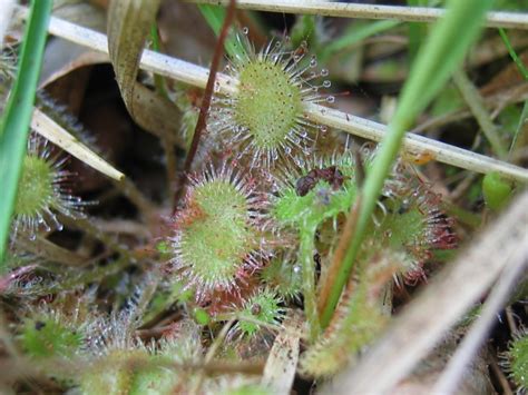 Wir erfahren, warum bei der flutkatastrophe die digitale kommunikation fast komplett ausfiel. File:Drosera rotundifolia.jpeg - Wikimedia Commons