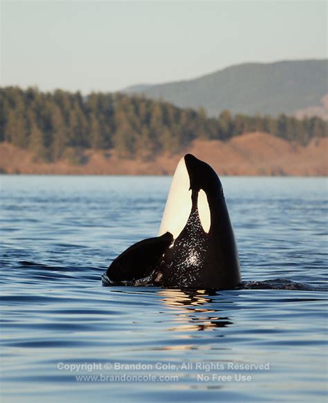Orca Spyhopping Photo Killer Whale Picture Marine Photography By