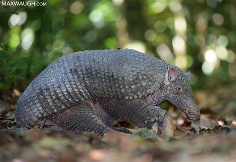 My Daytime Encounter With The Giant Armadillo Top Brazil 2018 Wildlife