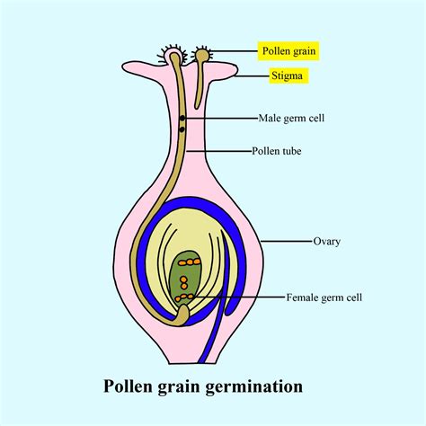 Draw The Diagram Showing The Germination Of Pollen Class Biology