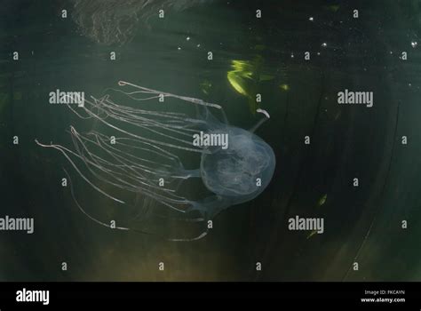 Box Jellyfish In Mangroves Chironex Sp Stock Photo Alamy