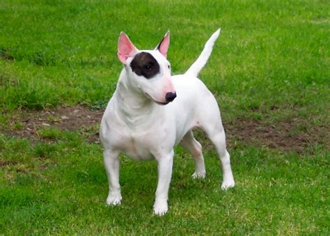 White And Black Bull Terrier Miniature Photo And Wallpaper Beautiful