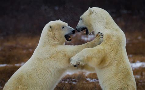 Bear Battle Predator Polar Wallpapers Hd Desktop And Mobile