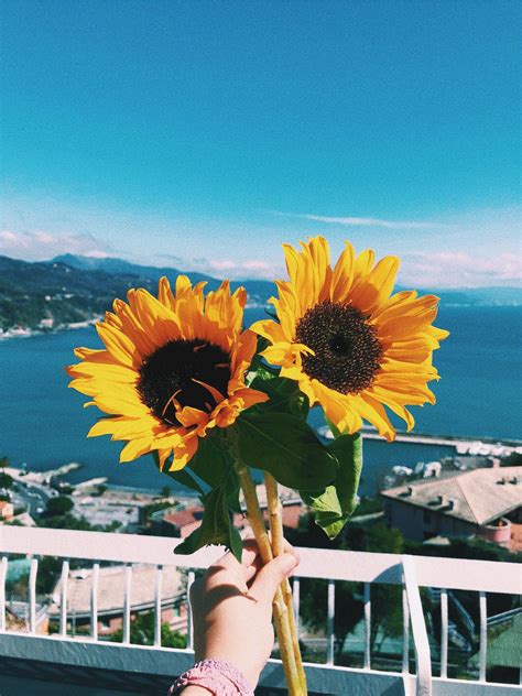 34 Can Aesthetic Wallpapers Yellow Sunflower 2022
