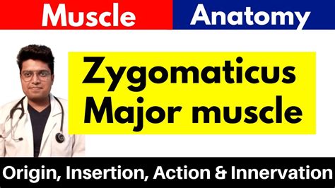 Zygomaticus Major Muscle Origin Insertion Action Innervation In