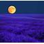 Full Moon Over Lavender Field Digital Art By Peter Fischer