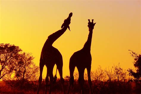 Giraffe Sunset Wallpaper Mobile Kruger National Park South Africa