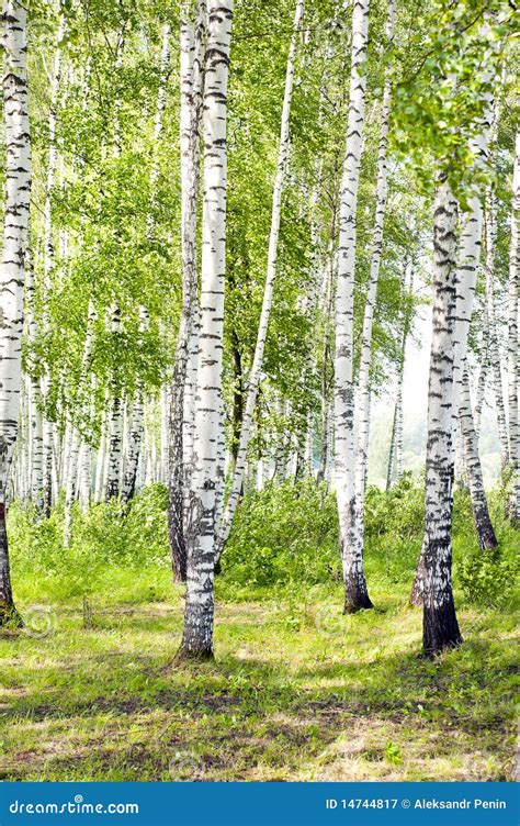 Summer Green Birch Forest Stock Image Image Of Front 14744817