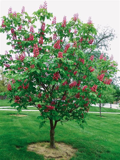 Red Horse Chestnut Tree In Bloom Wsc Campus Ali Eminov Flickr