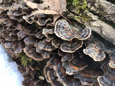 found some gorgeous turkey tails mushrooms fungi nature photography