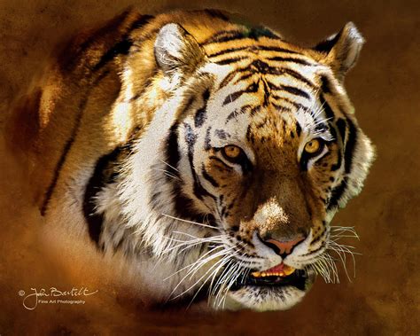 Siberian Tiger Portrait Photograph By John Bartelt Pixels