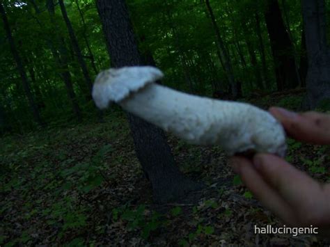 Mushroom Tip By Hallucingenic Redbubble