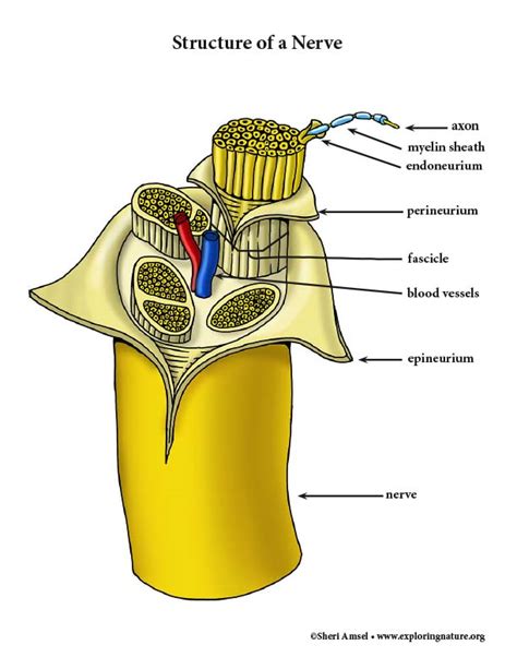 Nerve Structure Color Diagram