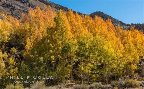 Aspen Trees In Autumn Bishop Creek Canyon Bishop Creek Canyon Sierra