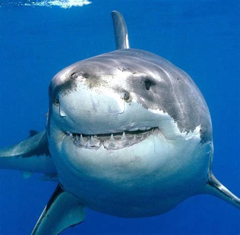 Great White Shark Shark Pictures Shark Photos Cute Shark Great White