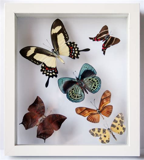 Real Butterfly Art With 6 Framed Butterflies In White A Photo On