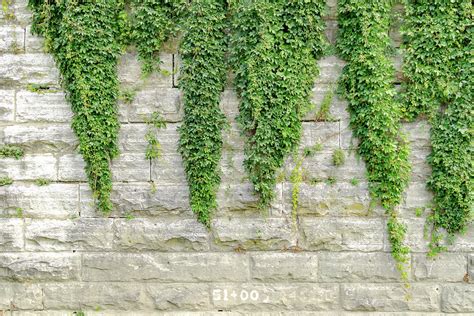 Ivy On A Brick Wall Photograph By Adam Lovelace Pixels