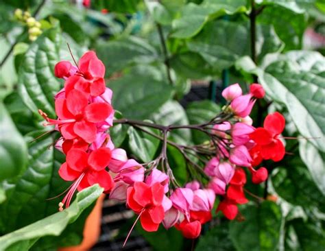 They are generally grown on trellis. The Flower Bin: A "must have" houseplant to start your new ...