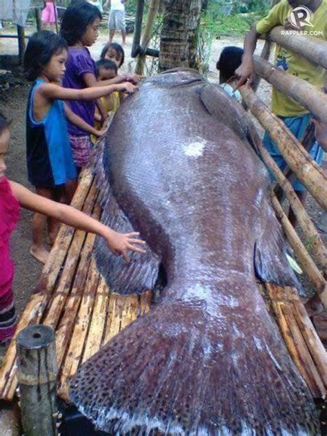 An animal that lives in water, is covered with scales, and breathes by taking water in through…. Giant Lapu-lapu fish found in Antique