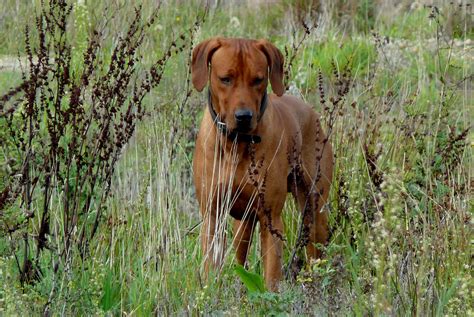 Rhodesian Ridgeback Information Dog Breeds At Thepetowners