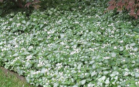 Lamium White Nancy Is A Walkable Ground Cover Ground Cover Plants