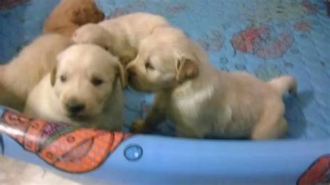 Greater dayton labrador retriever rescue's adoption process. AKC Golden Retriever Puppies - 4 weeks old for Sale in ...