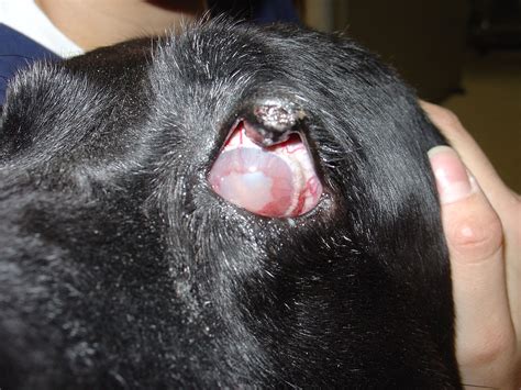 Canine Glaucoma Wikipedia