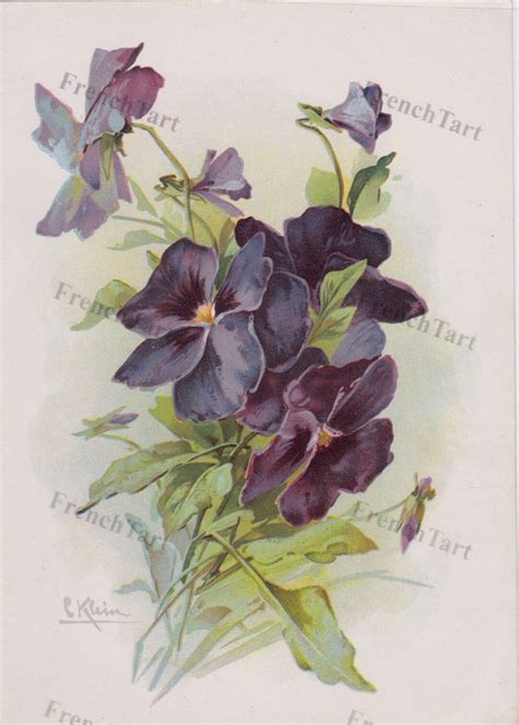 1890s C Klein Botanical Chromolithograph Floral Print Purple Etsy