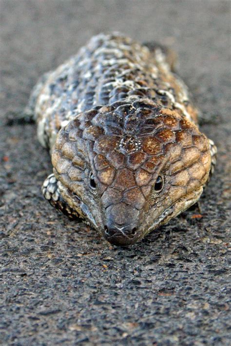 Shingleback Skink One Of The Few Reptiles That Has Been Found To Mate