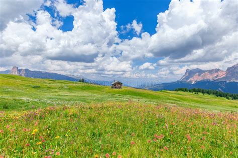 Alpine Meadow With Wild Flowers In The Italian Dolomites Stock Photo