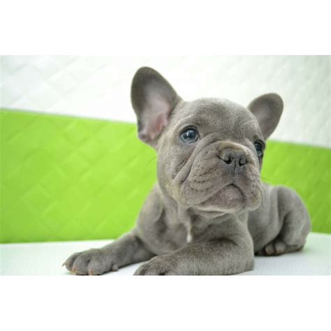 French Bulldog Rare Blue Color Ny 87 Kittens And Puppies