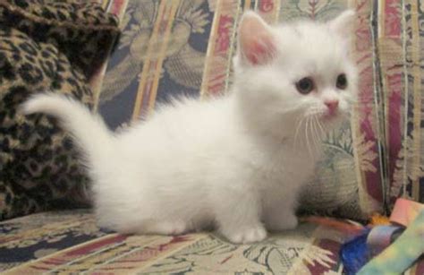 Fluffy White Kittens Kittens Photo 41498912 Fanpop